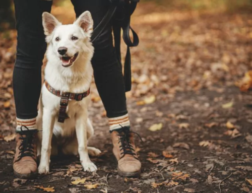 How the Leptospirosis Vaccine Benefits Your Dog in Oklahoma City, OK