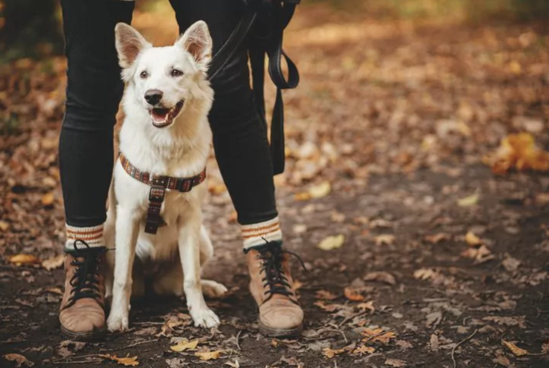 How the Leptospirosis Vaccine Benefits Your Dog in Oklahoma City, OK