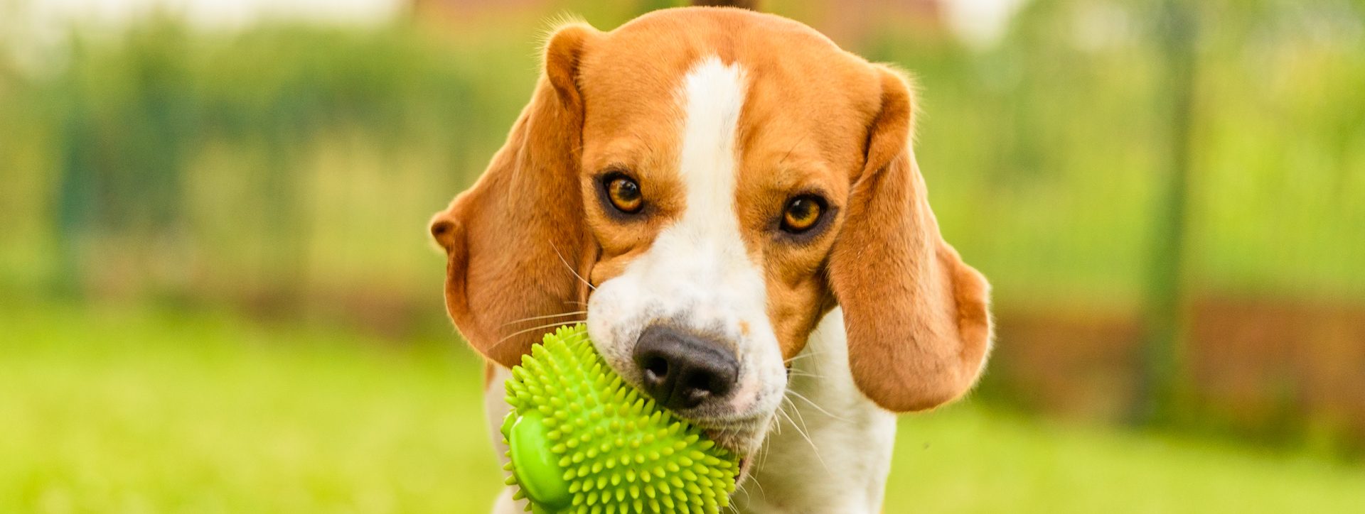 Pet Dental Care Oklahoma City, Bethany Hefner Road Animal Hospital