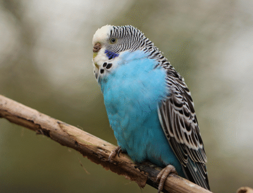 Signs Your Pet Bird May Be Sick