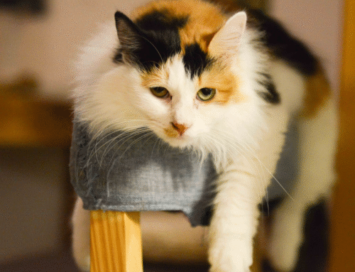 Preparing Identification for Pets Before Tornadoes
