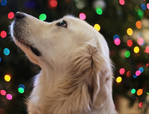 Get Your Pet Holiday-Ready with Dog Grooming