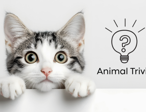 Vet Near Me Quiz – Are You Smarter Than a 5th Grader? Pet Edition | Hefner Road Animal Hospital