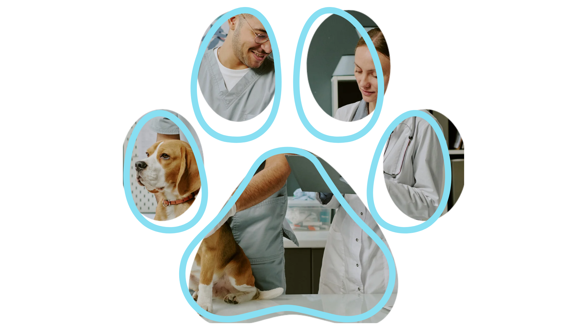 Veterinary surgery at Vet near me Hefner Road Animal Hospital Oklahoma City OK