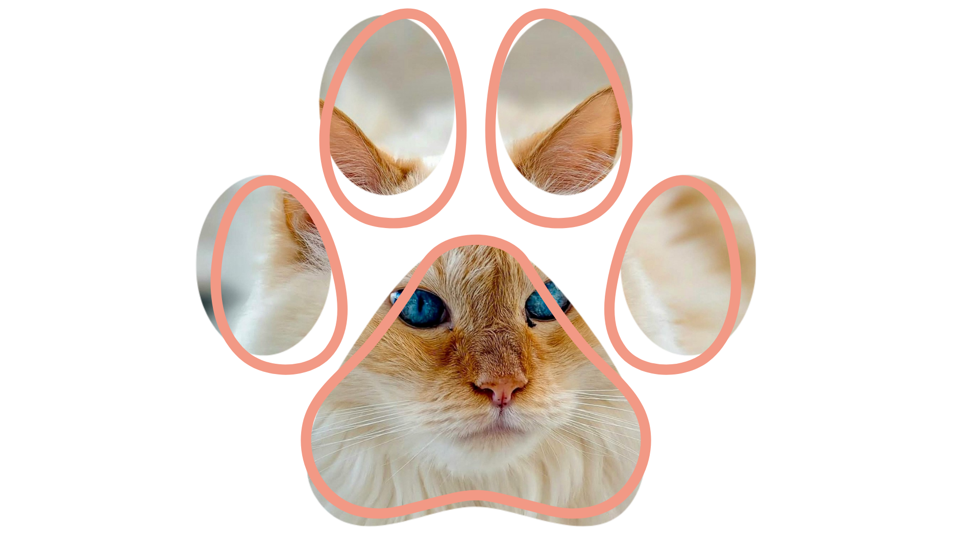 Pet dental cleaning at Vet near me Hefner Road Animal Hospital Oklahoma City