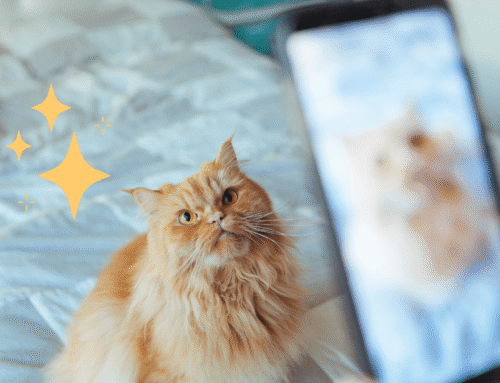 Tips for Taking Photos of Your Pet
