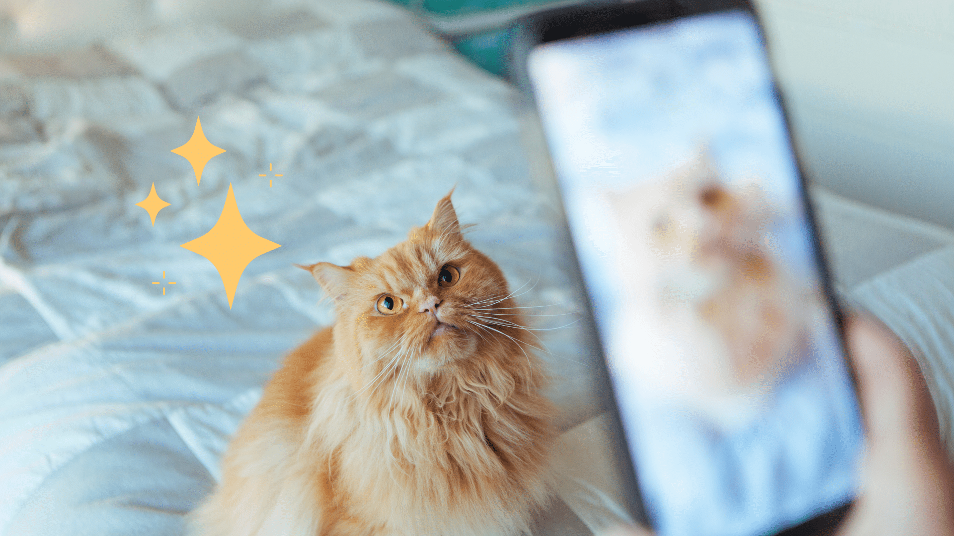Taking a pet photo of an orange cat in Oklahoma City, OK