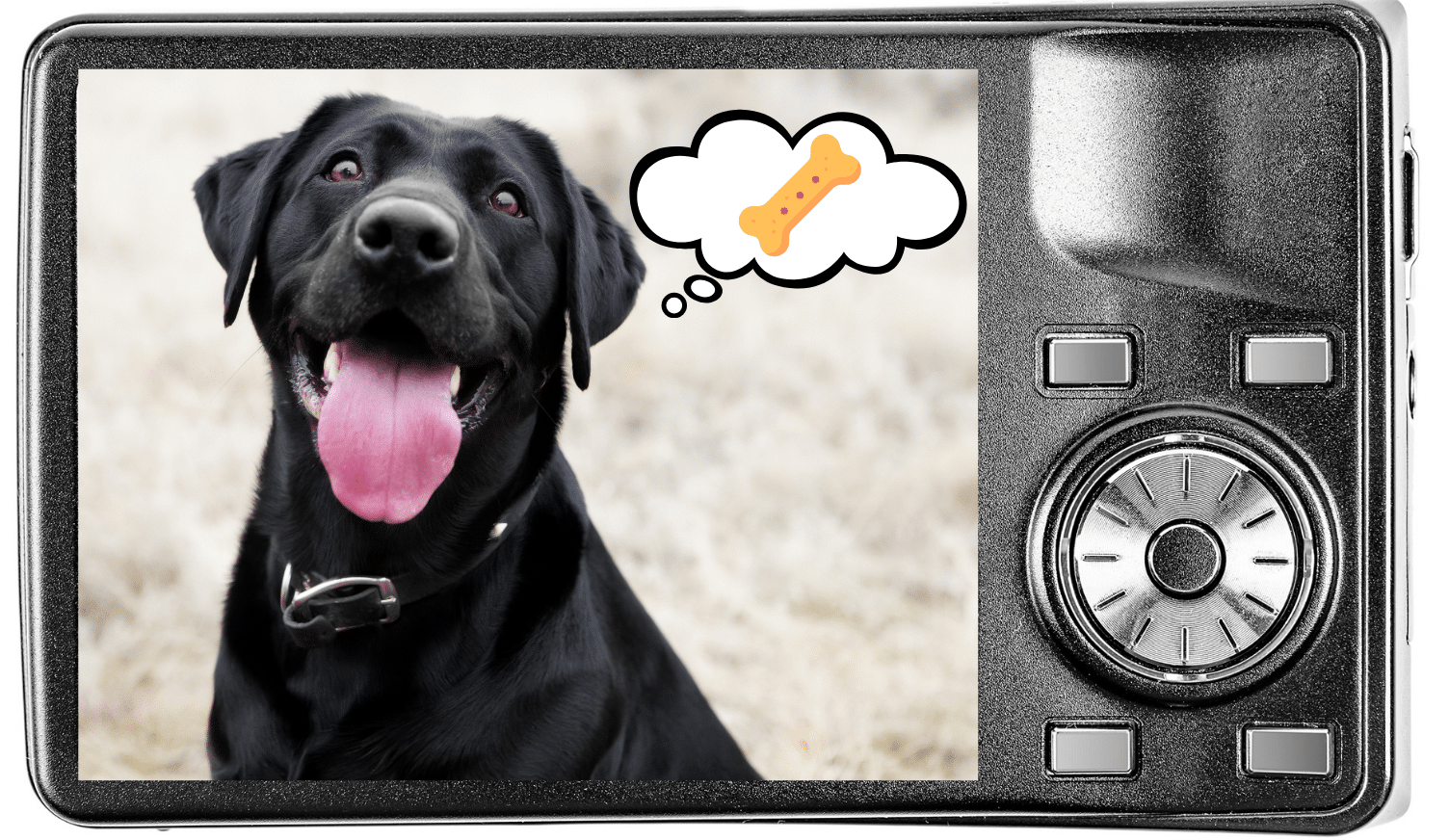 Digital camera screen showing a dog thinking about treats