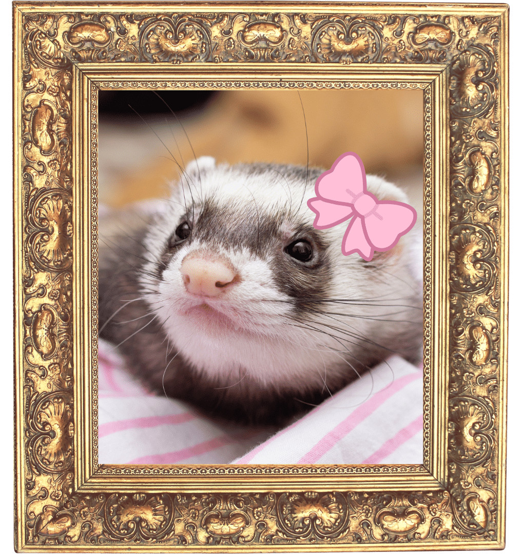 Framed photo of a ferret with a pink bow for Hefner Road Animal Hospital in Oklahoma City, OK